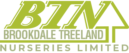 Braided Willow - BTN Brookdale Treeland Nurseries Limited